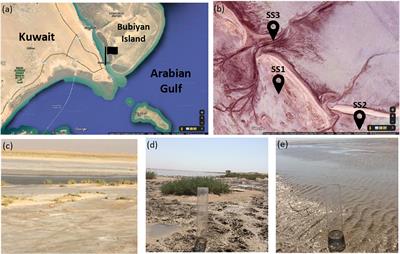 Examining the Ability of Aerobic Halophilic Heterotrophic Microbial Consortia to Replace Ca by Mg in Different CaCO3 Precursors